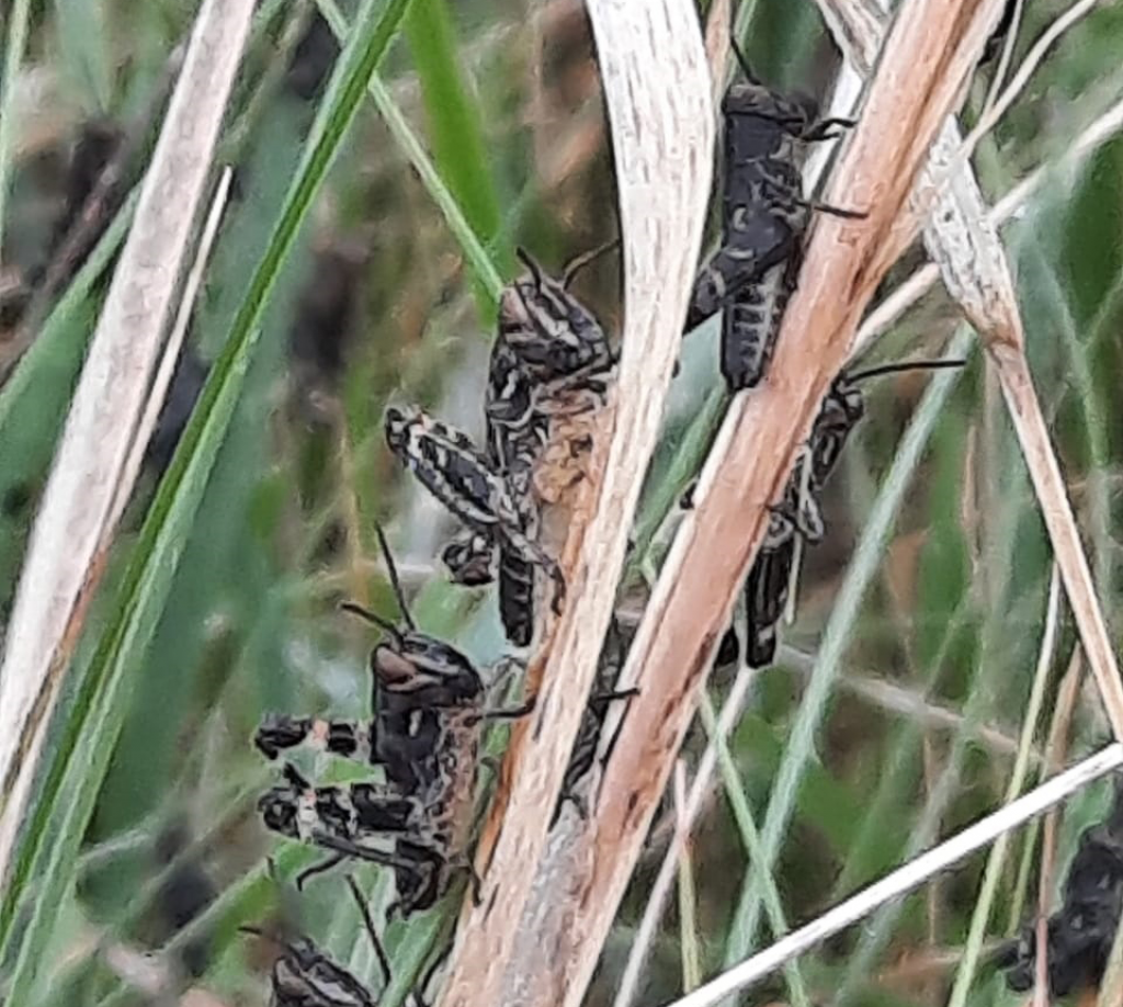    На восток Оренбургской области отправлены самолеты для борьбы с саранчой Белов Михаил Александрович