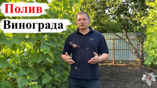 Хочешь КРУПНУЮ ЯГОДУ? Делай так! ПОЛИВ Винограда