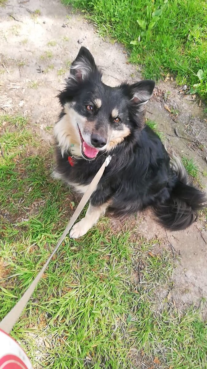  Эта необыкновенная история началась в Курске. Я узнала, что в пустой квартире, в полном одиночестве живёт собачка - инвалид на трех лапках. Зовут ее Диночка.-13