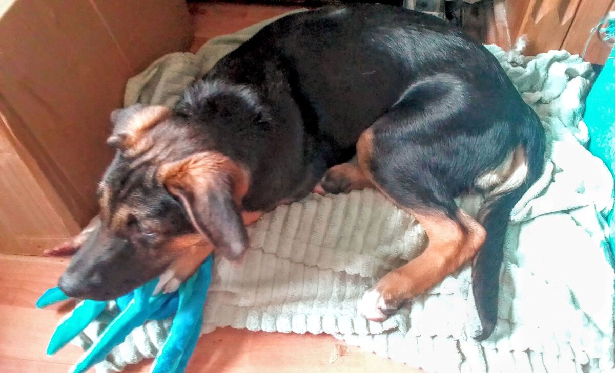 Платоша и синий осьминог