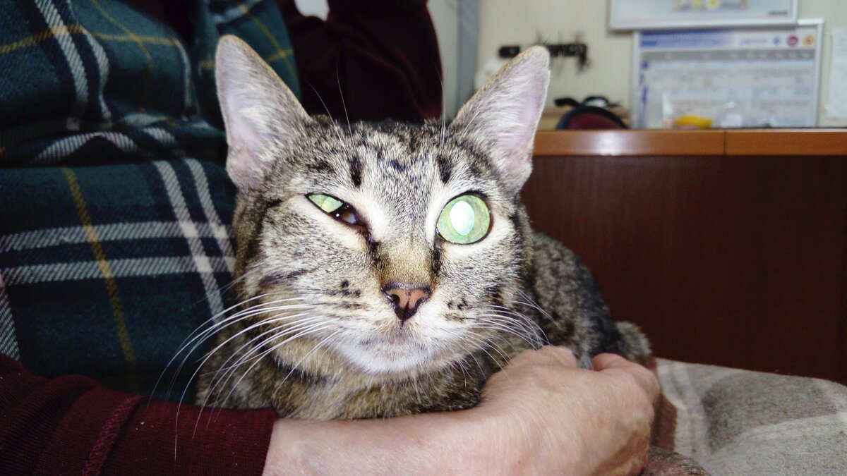Кошка Лапочка, у хозяйки на руках, в ветклинике | Все фото в тексте - автора