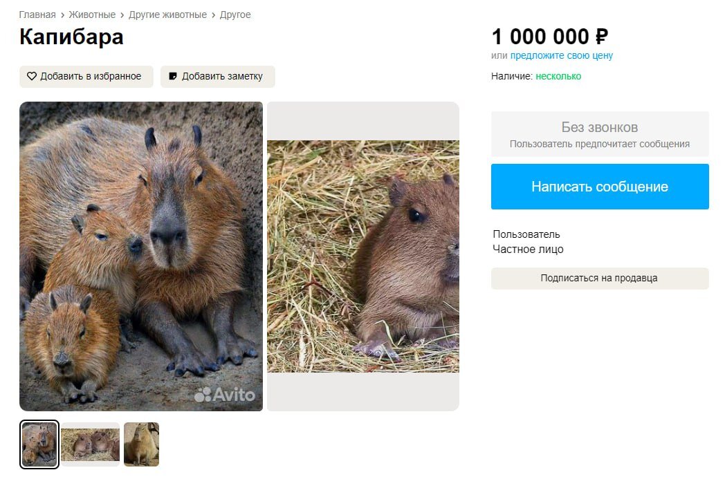 #капибара, #новости, #новостимира, #россия, #вести