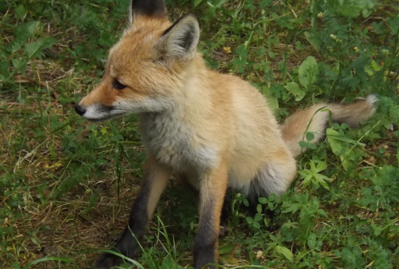 Рыжая история