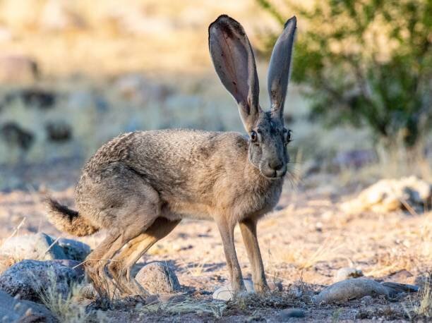 Почему зайца назвали зайцем: история происхождения названия зверя