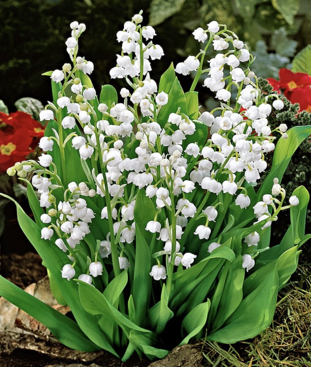 Ландыш горный Convallaria Montana