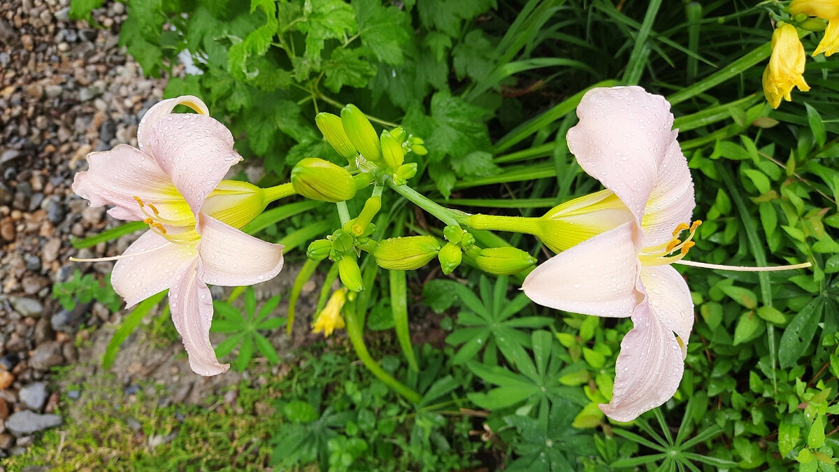 Вид сверху после дождя и ветра, крепкие цветоносы!