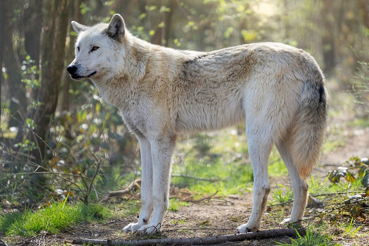 6 разновидностей волков и их интересные особенности | Приключения  натуралиста | Дзен