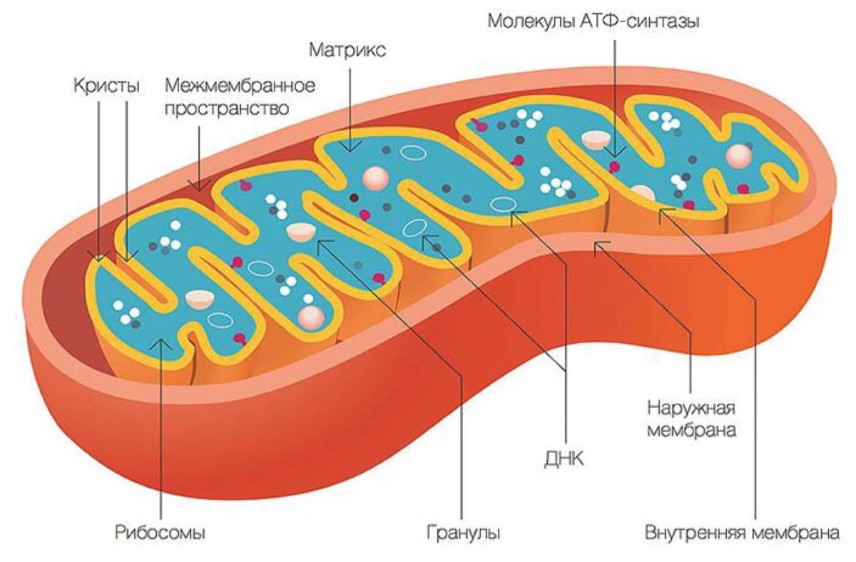 Выросты внутренней мембраны митохондрий называются