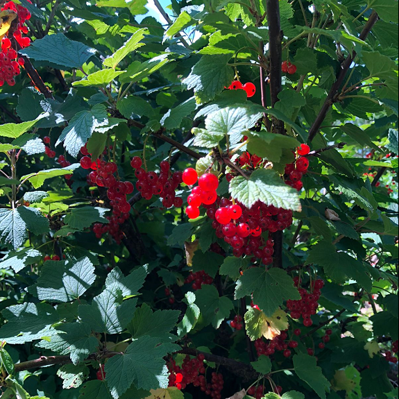 Куст красной смородины. Фото автора