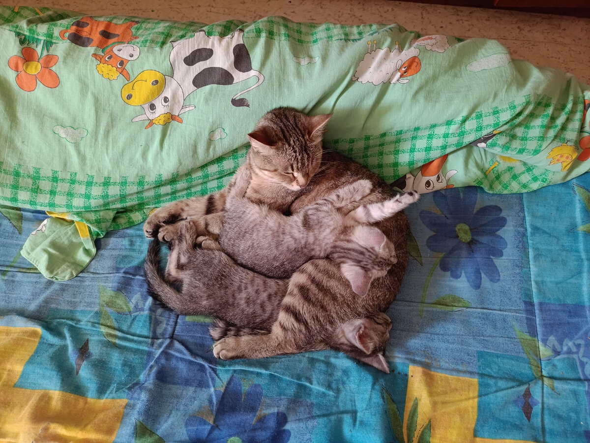 Капа с котятами. Не своими! 