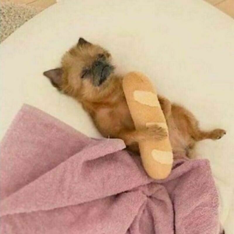    14 смешных мемов с багетами, которые отлично показывают повседневную жизнь французов