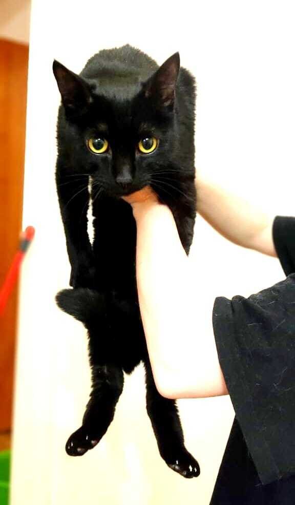 Кот Багир из приюта