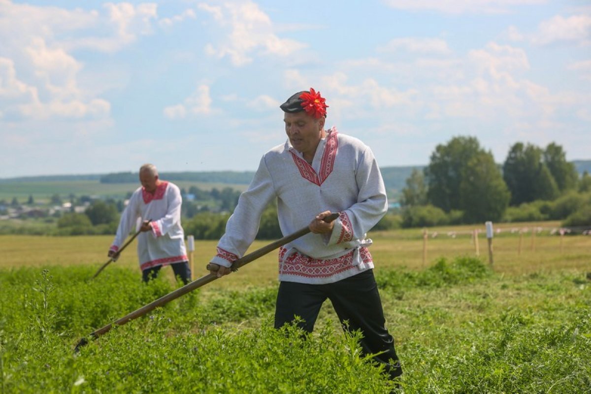    Косы против трактора.
