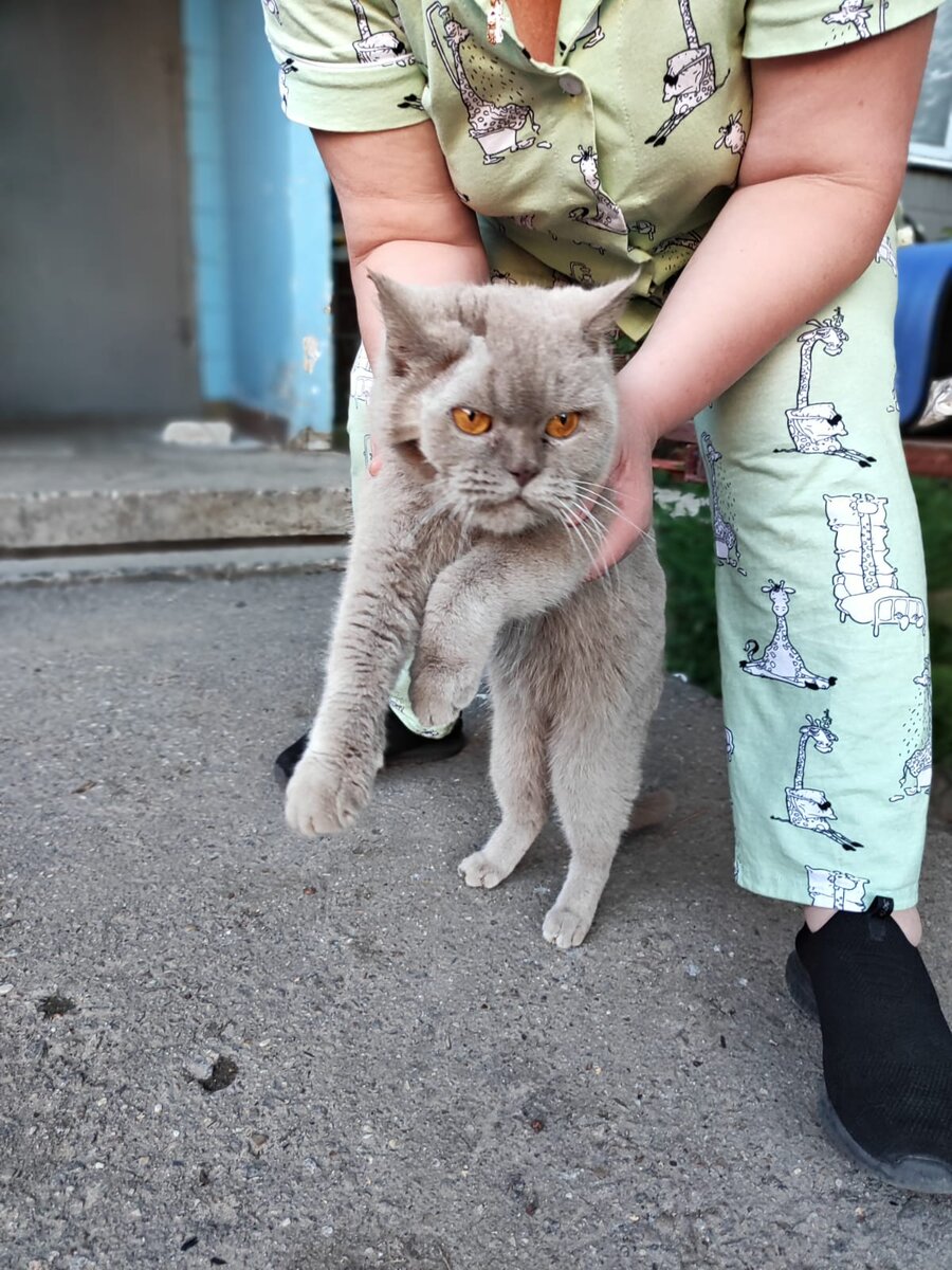 Забрали кису с улицы.