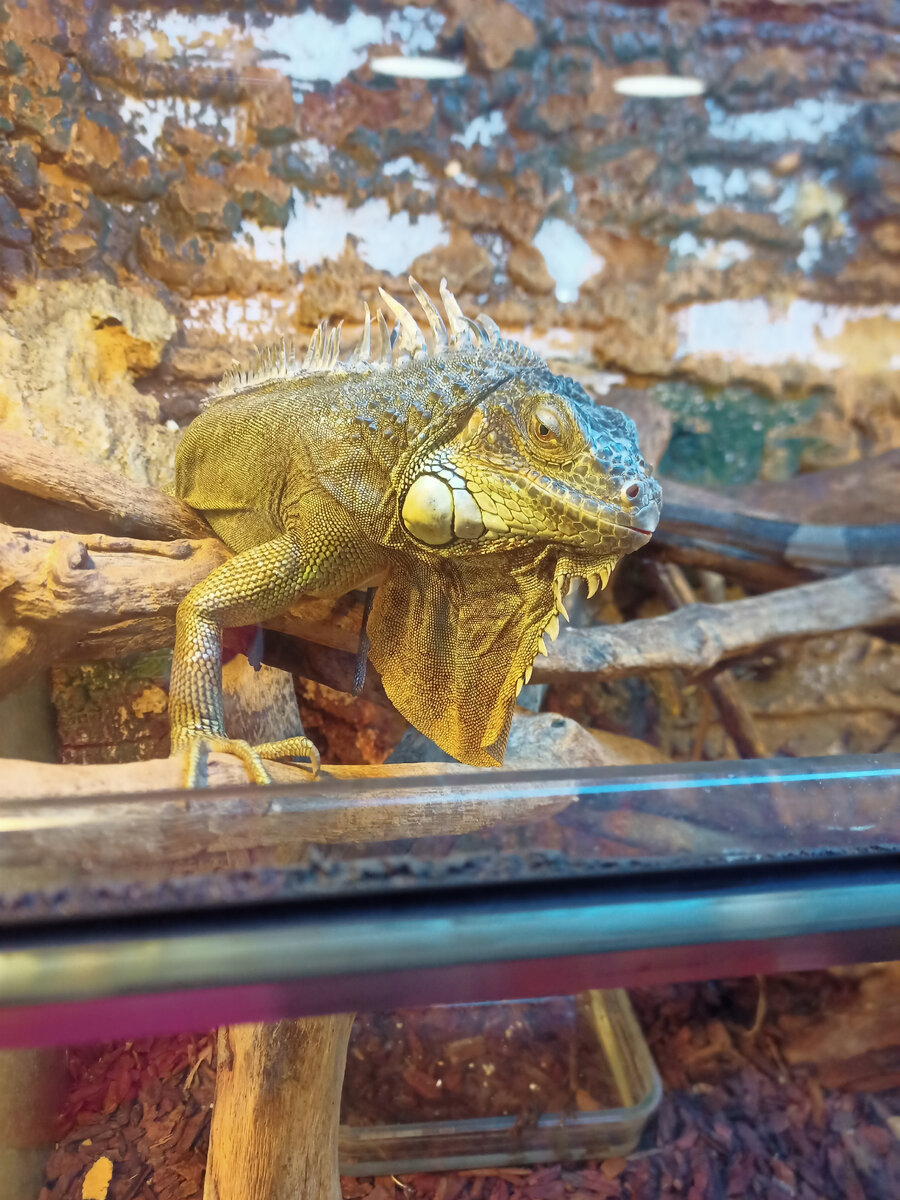 Игуана в закрытом павильоне 