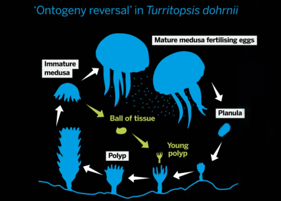    Процесс перерождения медузы Turritopsis dohrnii / © sciencealert