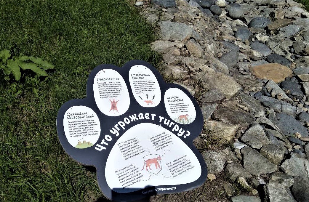            Фото из личного архива. Информация о трудностях в жизни тигра