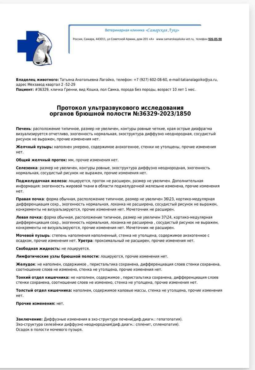 Нашествие травмированных кошек.Четвёртая попытка опубликовать пост. |  Кот🌀Дом | Дзен