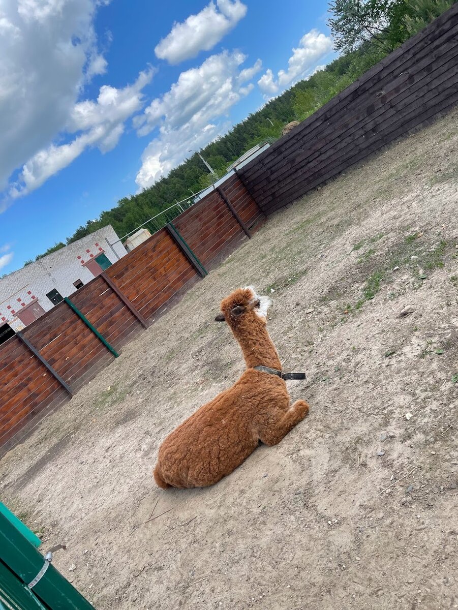 Ярославский зоопарк