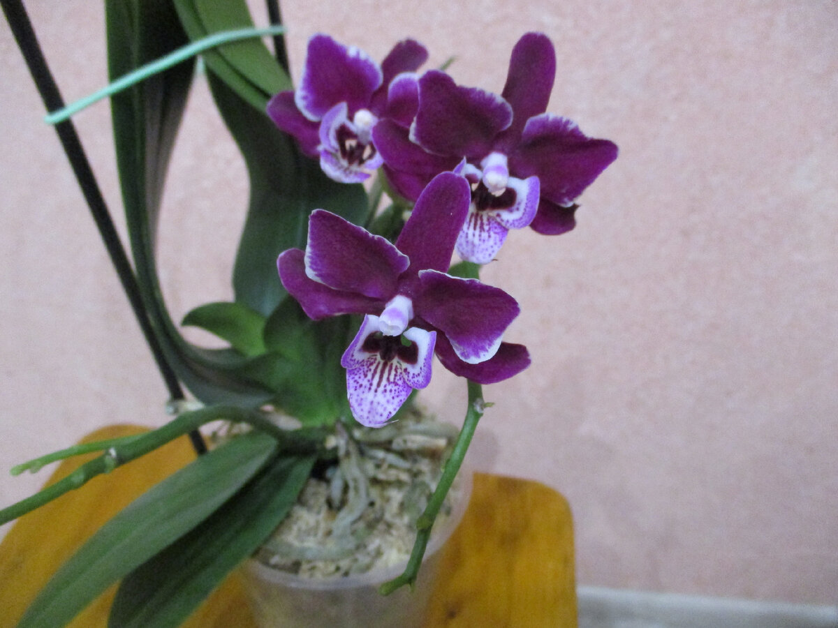 Орхидея для обработк