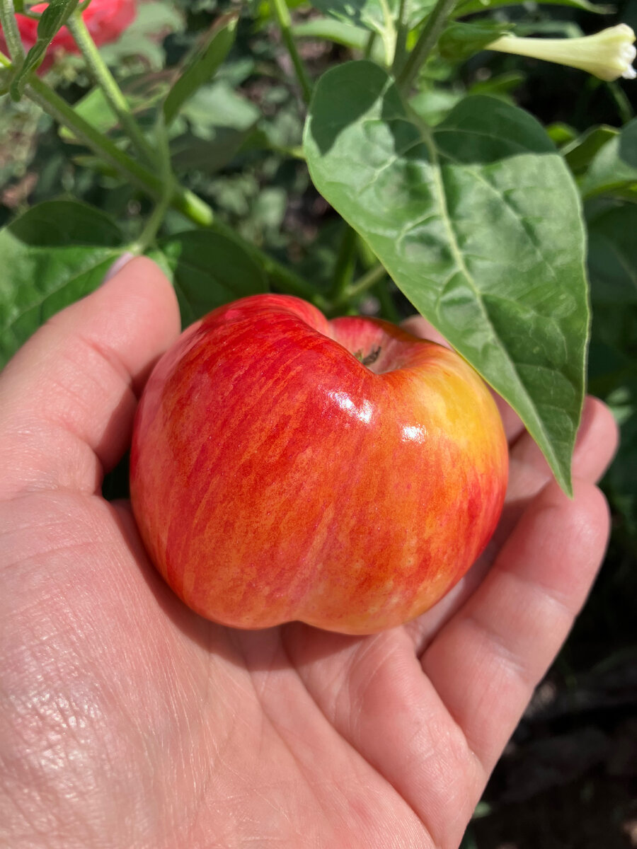 Молодильное яблочко. Фото автора