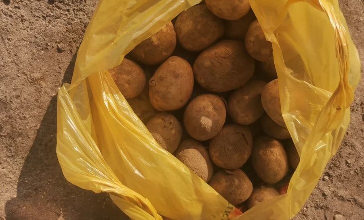    Чем подкормить картофель в августе для крупных клубней и профилактики синяков