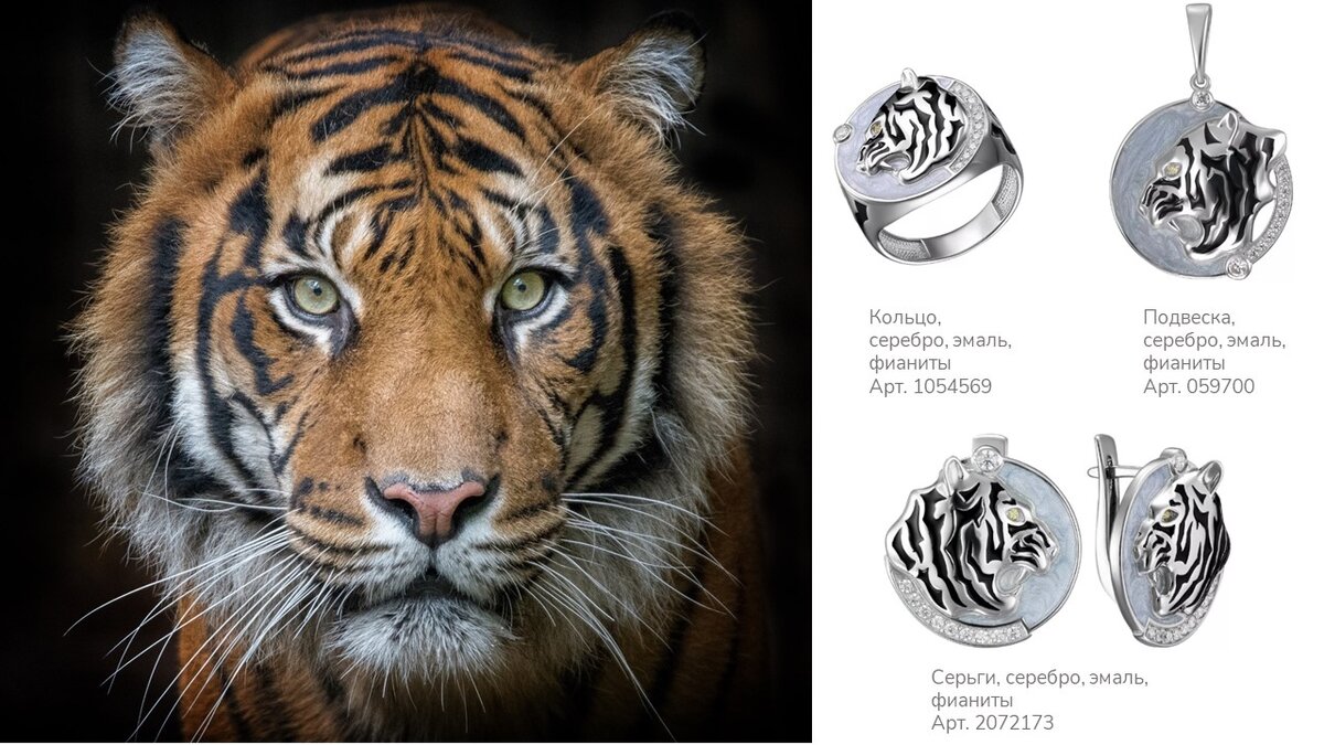 Брутальный и харизматичный представитель семейства кошачьих - Тигр