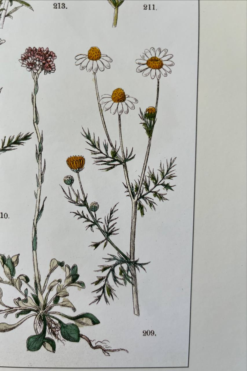 Картинка из Ботанического атласа Карла фон Гофмана