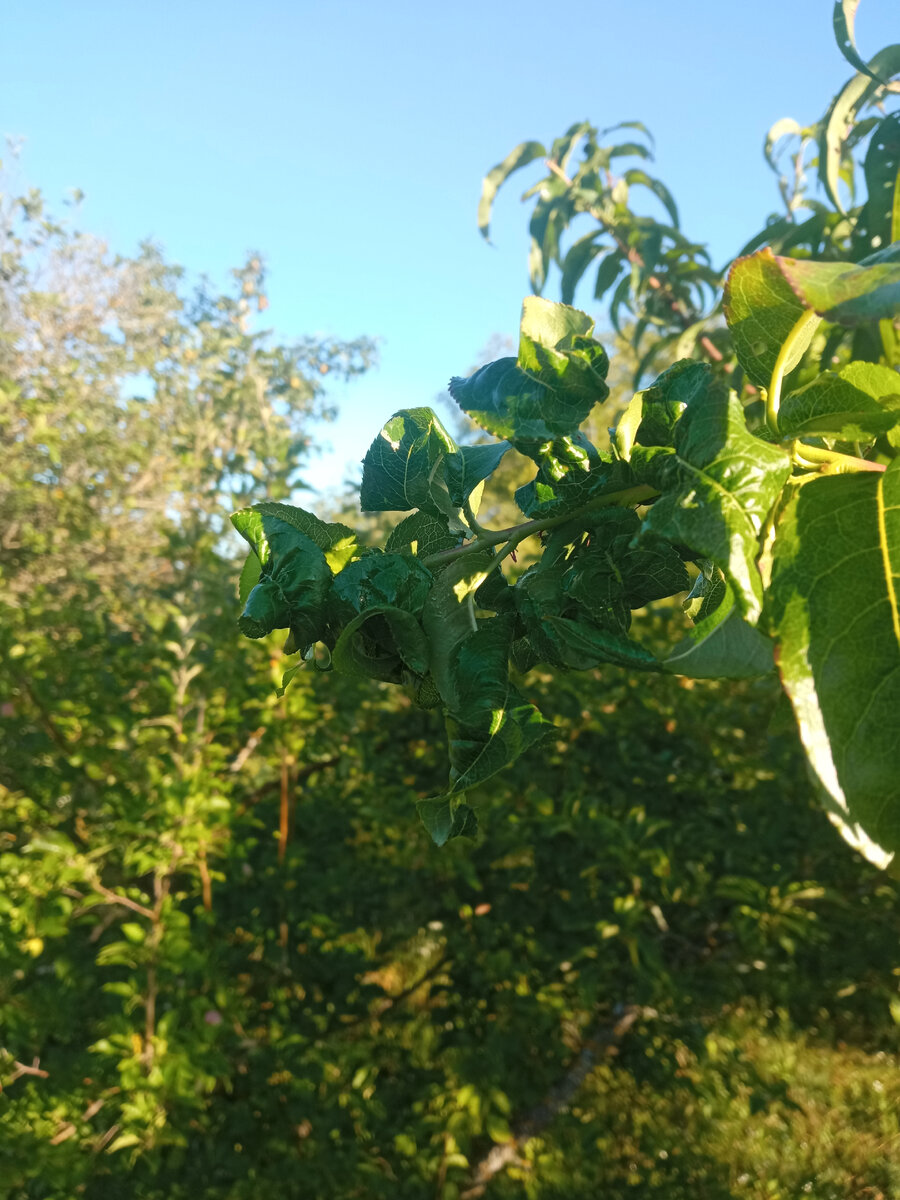 Здесь уже деревце с листьями и остатками тлиной фермы, а так стояло уже почти без здоровых листочков