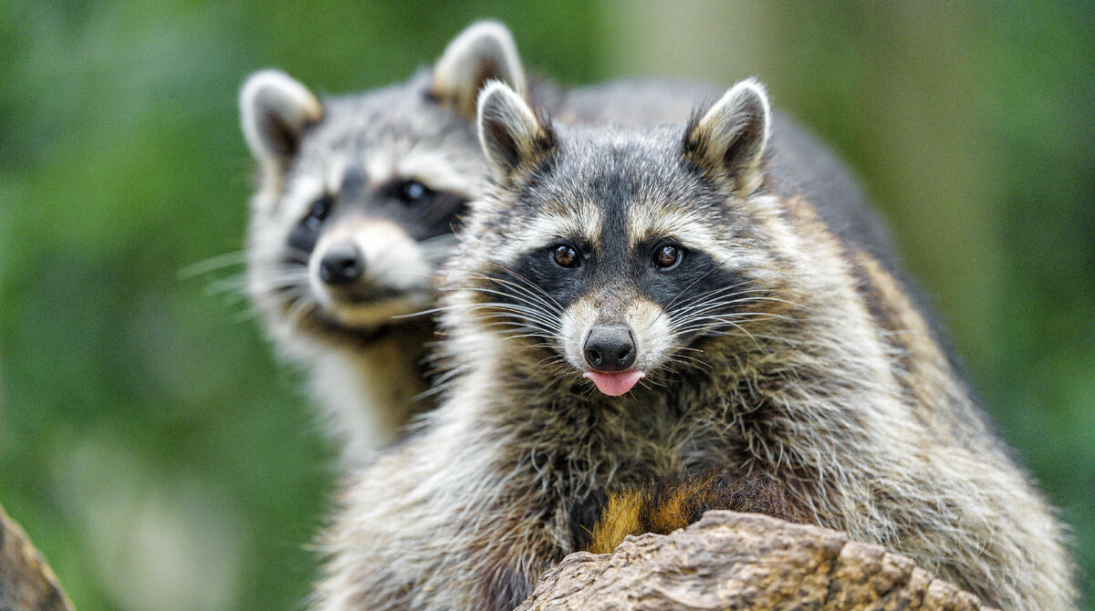 Собственно - еноты.