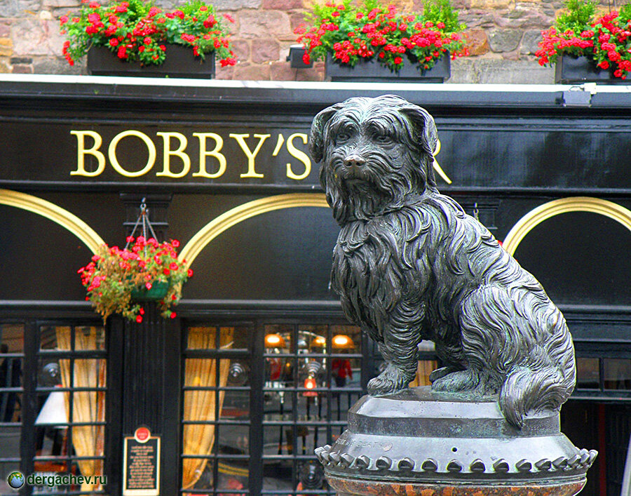 Милый пёс с печальными глазами