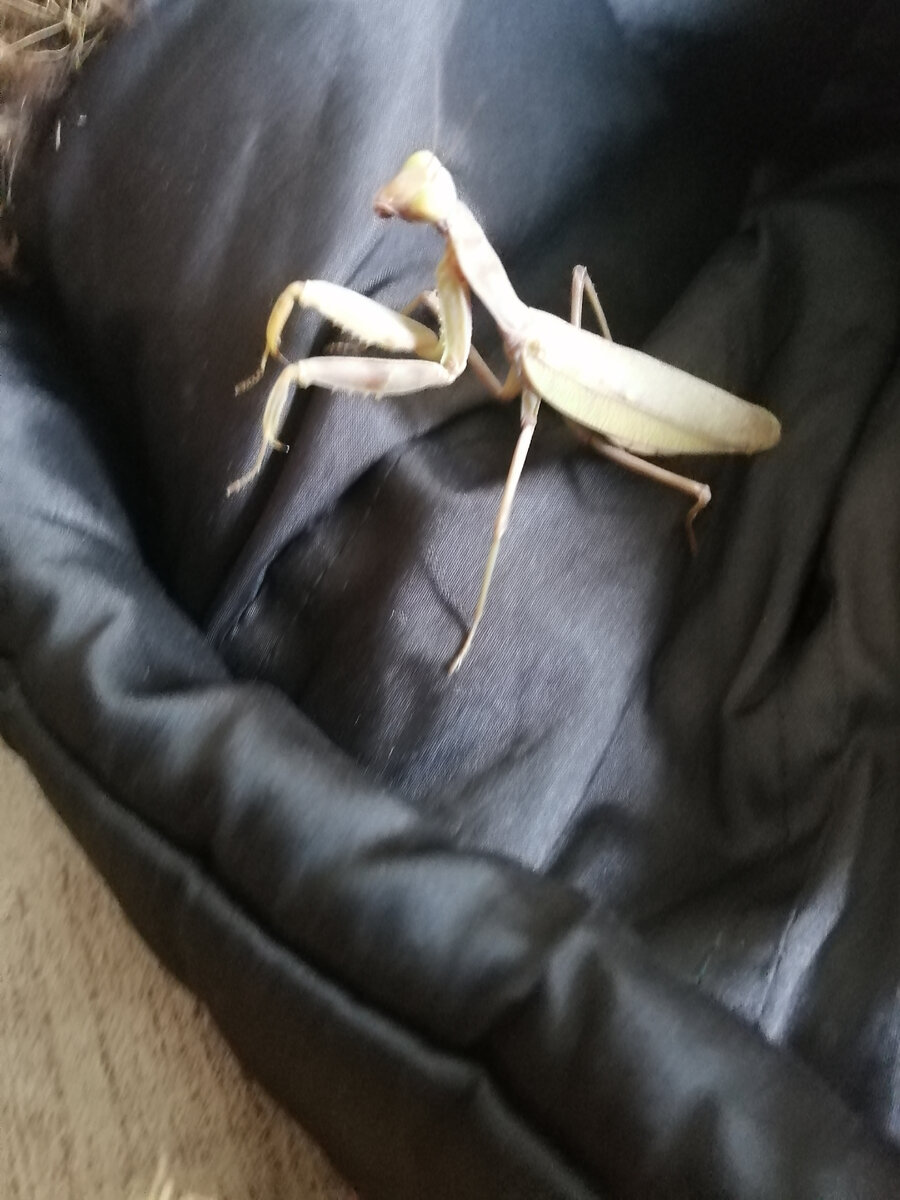 Богомол заскочил, пока его не съели)