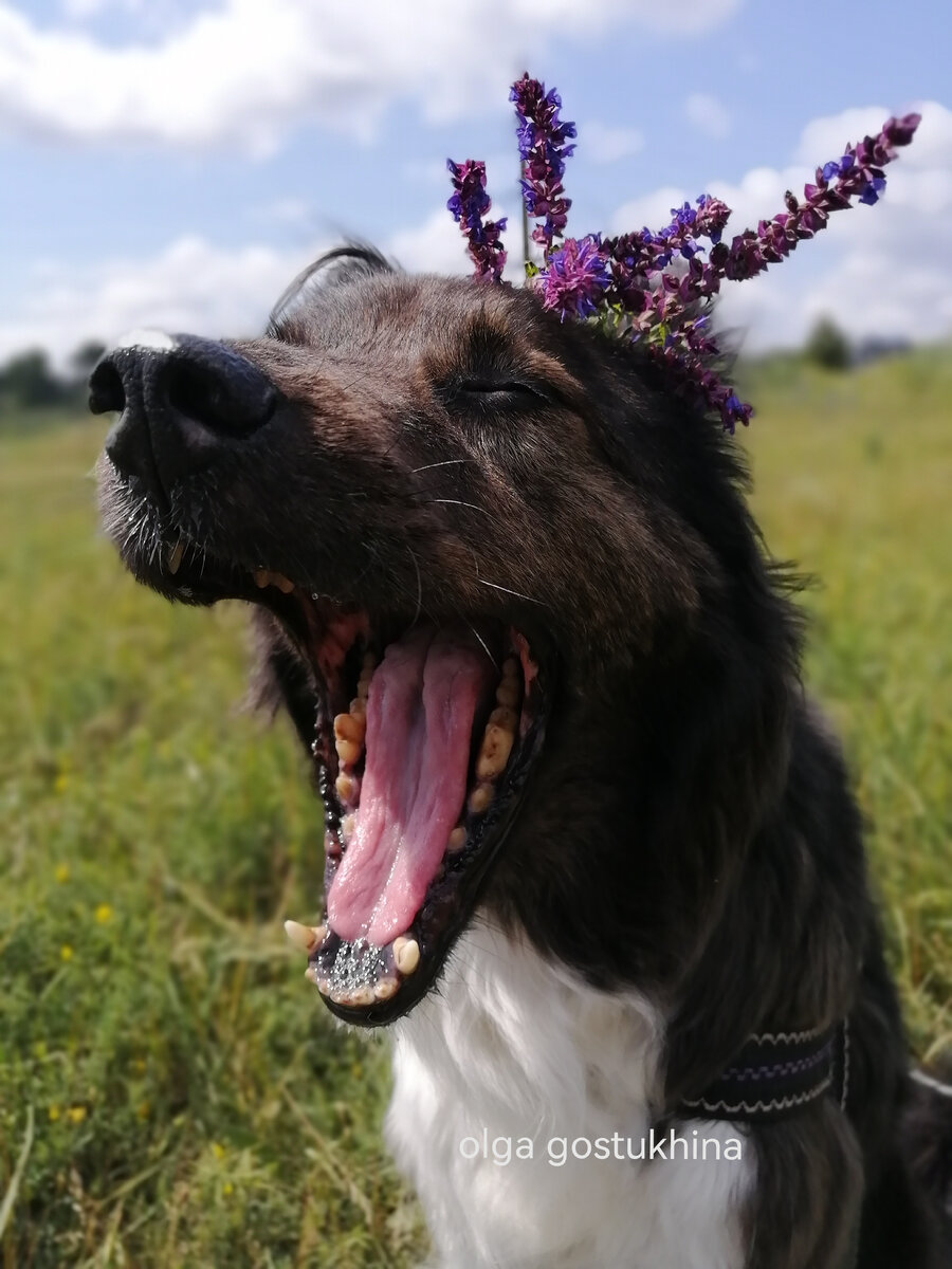 Моя Юта в "летнем" образе - рассказывает, как же ей хо-ро-шо гулять в поле)))