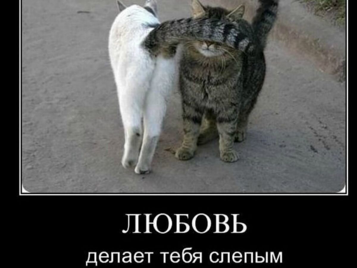 Фото из картинок yandex.ru