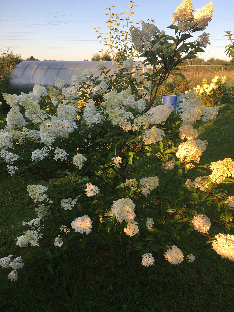 Гортензия распустилась полностью