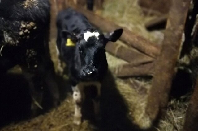    Вот к таким буренкам Саша каждый день спешит после уроков Фото: личный архив/ Александр Сотников