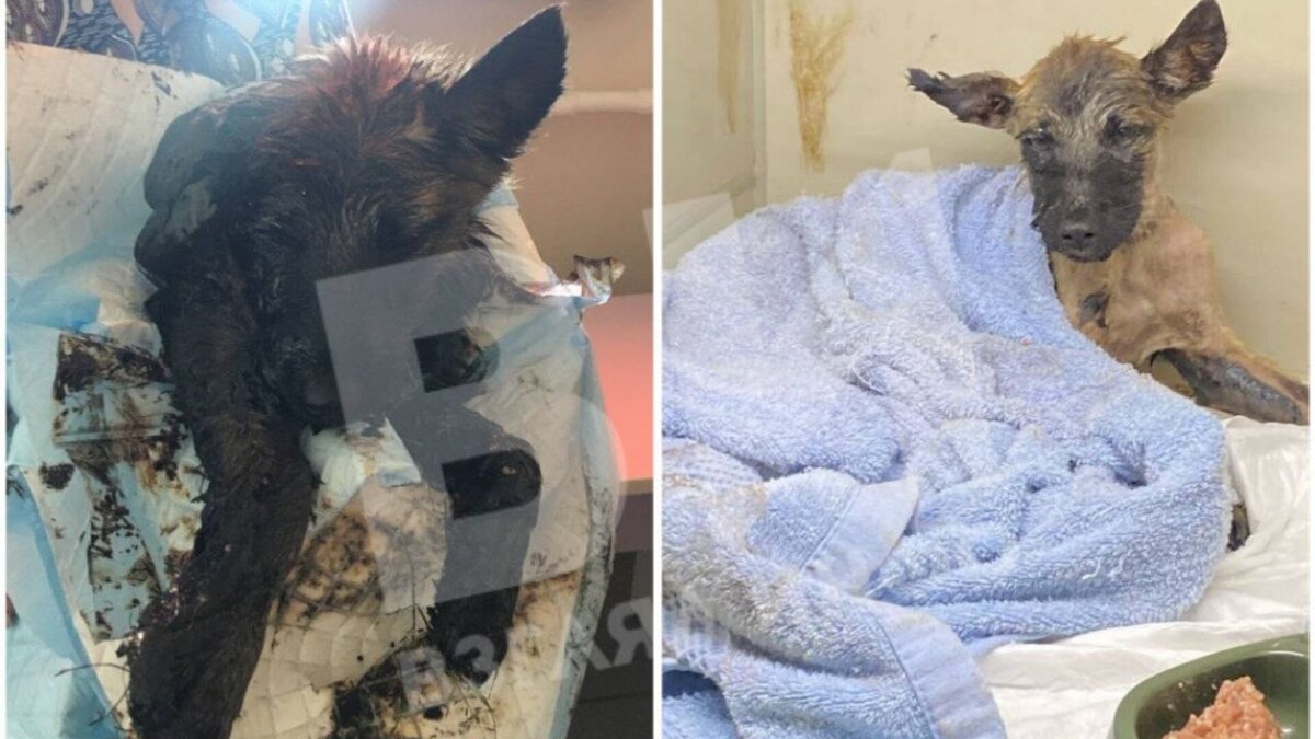     В Минусинске спасли щенка, который упал в яму с гудроном и застрял там.