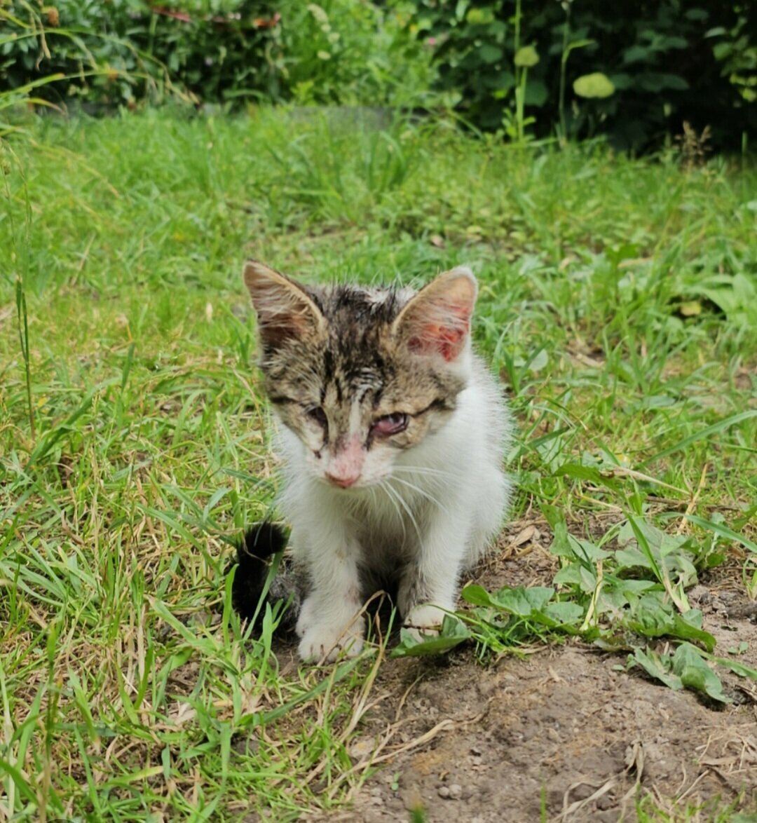 Слепого котенка оставили на клумбе. сидел один так в дождь. как невидимка для людей