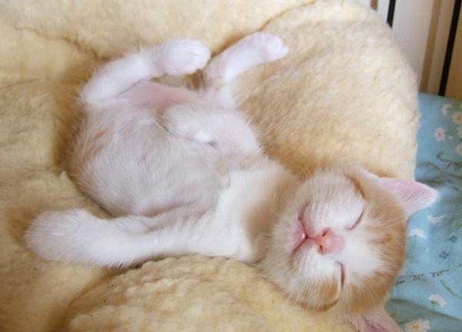 Почему котик во сне дергает лапами?