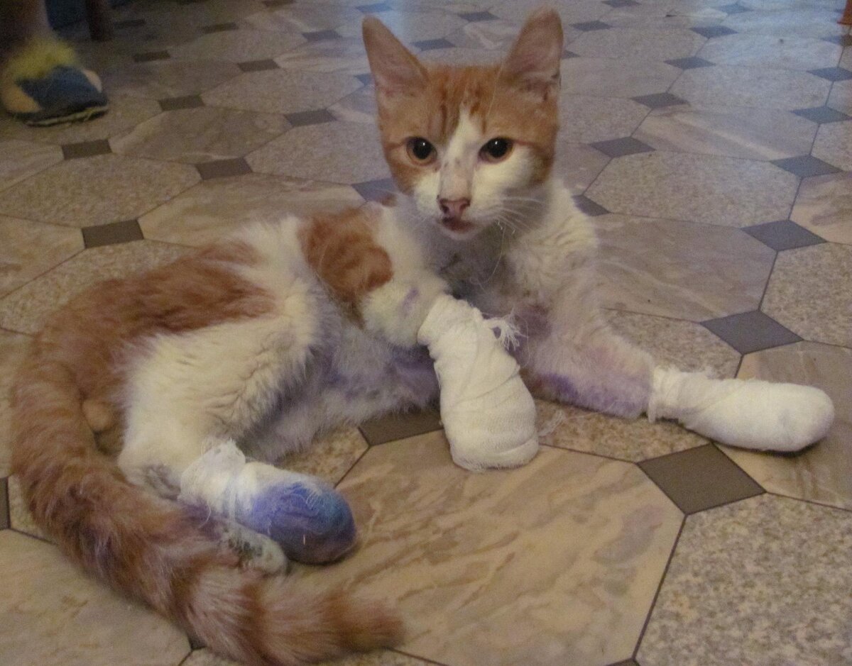 Котёнок .Первый день в прайде. Только что от врача