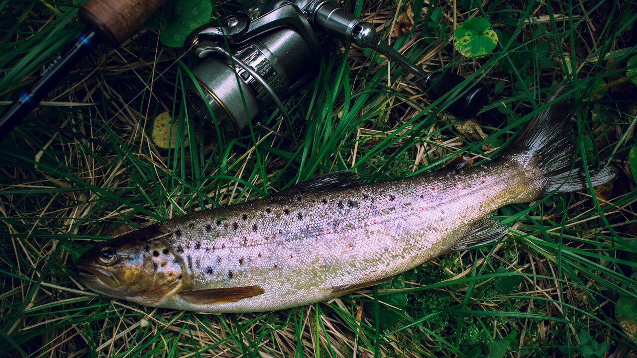 Турецкая плоскоголовая форель. Радужная форель горная. Рыба горная форель. Рыба горная форель. Горная форель что это.