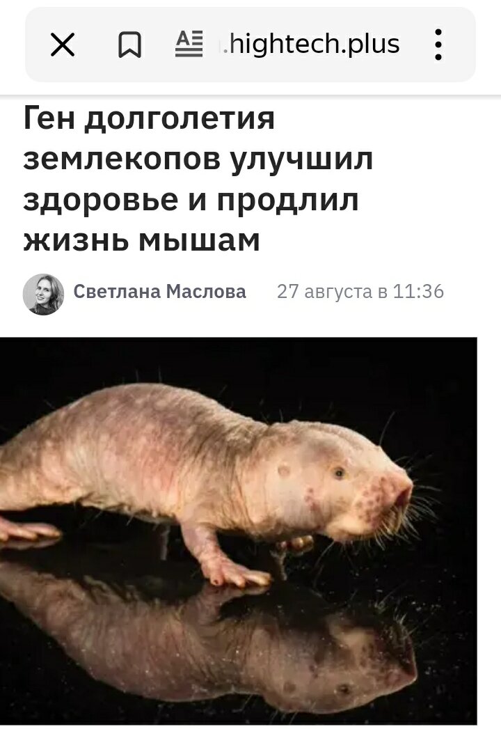 Голый землекоп