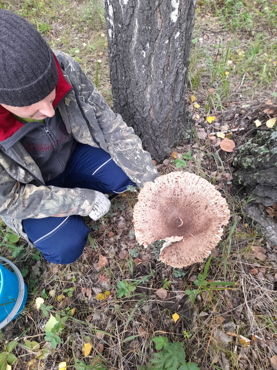 Зонтичник. Мы такое не берем. Фото автора