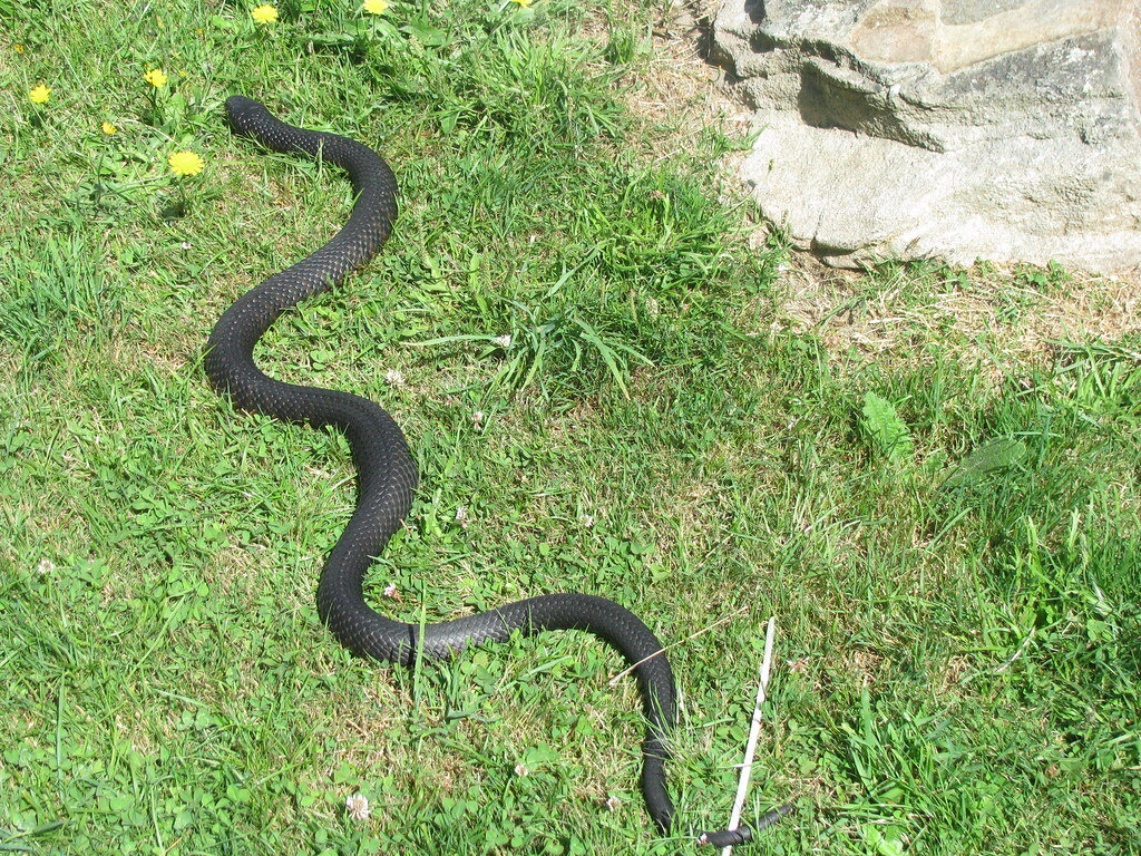 Змеи под землей. Гадюка Радде. Черная гадюка маленькая. Гадюки на Бали. Змея ползет.