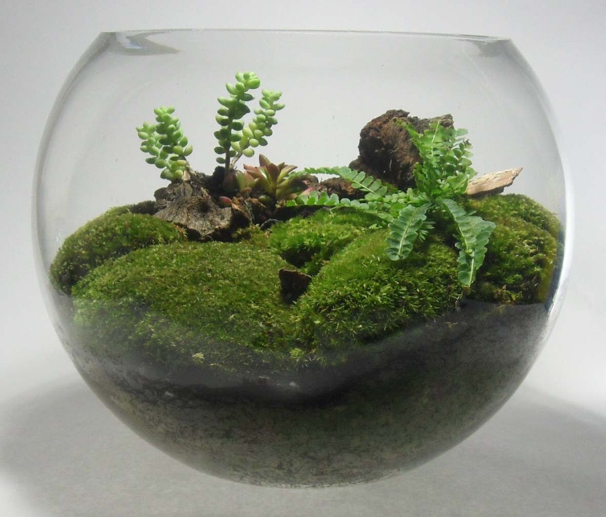 Terrarium Moss террариумный мох