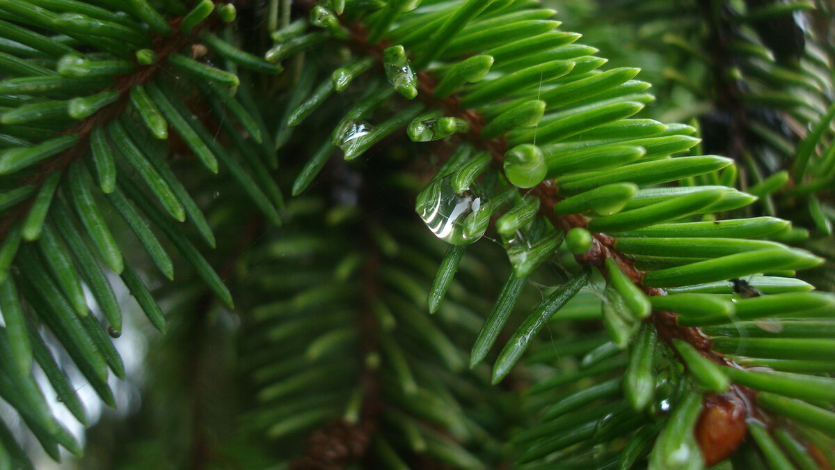 Капли на ветке ели