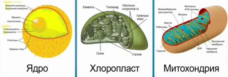 Какие структуры в ядрах содержат днк. Какие органоиды клетки содержат ДНК. Ядро клетки содержит митохондрии. Ядро хлоропласт и митохондрия. Строение ядра митохондрии.