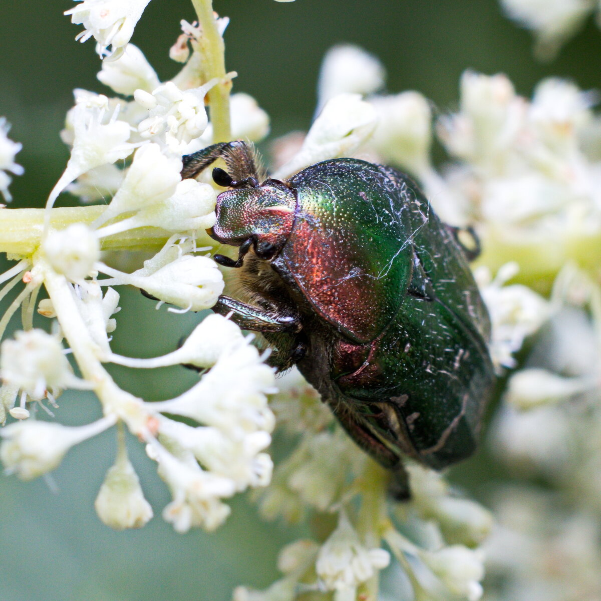Золоти́стая бронзо́вка, или бронзо́вка обыкнове́нная (лат. Cetonia aurata)