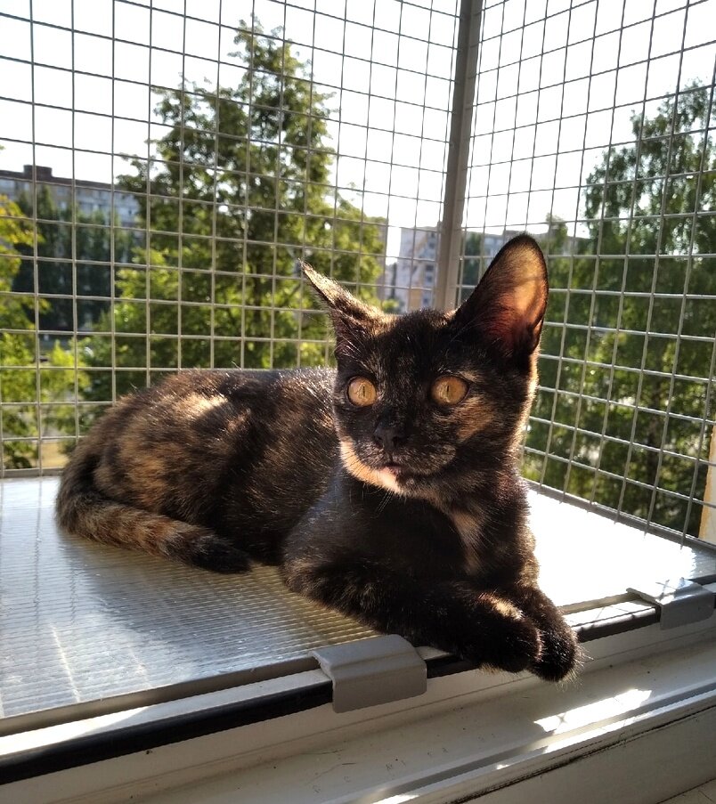 В роли Маруси - кошка Ёшка.