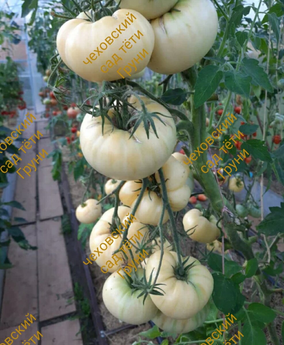 Моя Белая королева